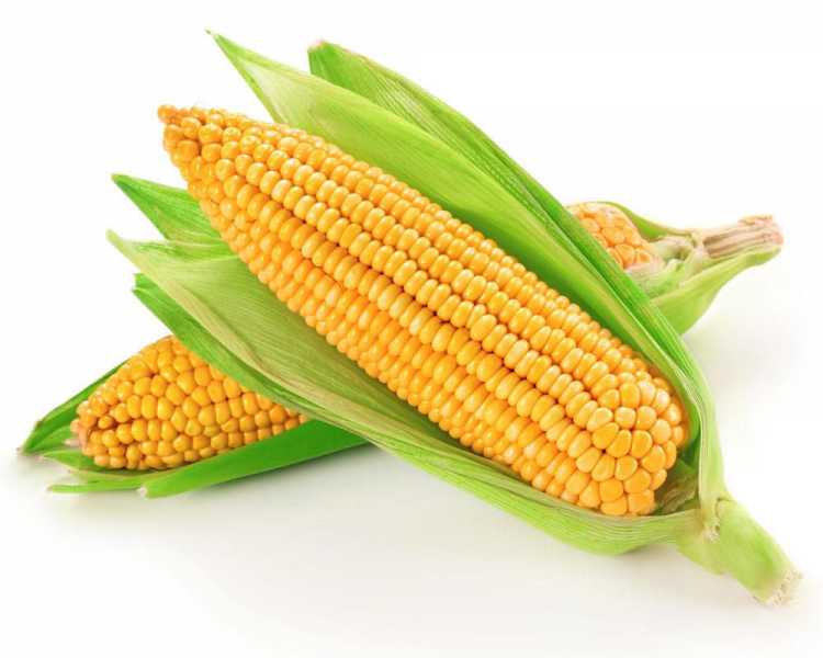 今日山东玉米价格最新行情 玉米市场将迎价格上涨？