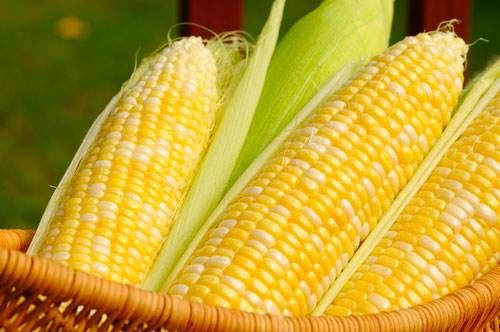 2019玉米价格行情走势 玉米收购进度加快需求有所改善