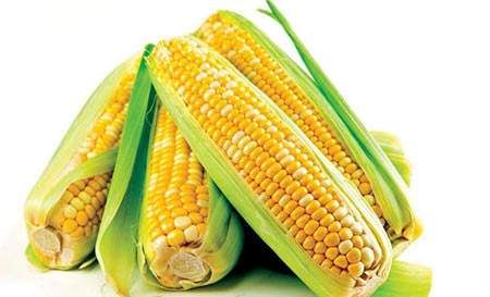 今日玉米价格最新行情 玉米期货价格反弹遇阻
