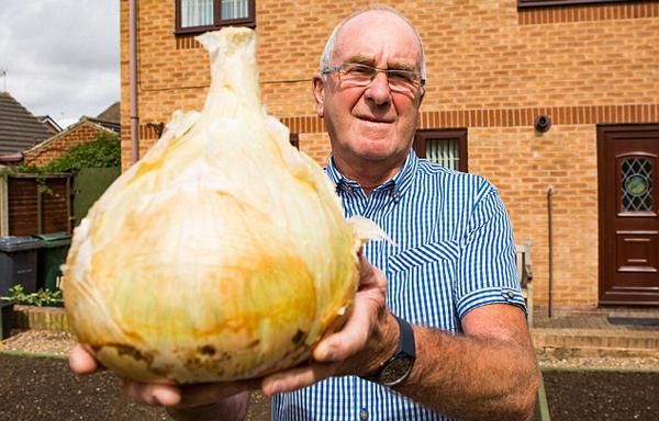 英国老人种出9斤重超级洋葱 围径60厘米可供30人食用